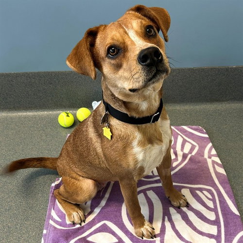 BASHFUL, an adoptable Australian Cattle Dog in Maryland, MO