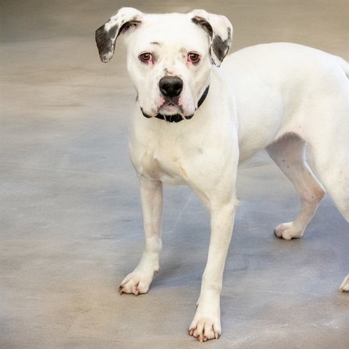 MAUI, an adoptable Boxer in Maryland, MO