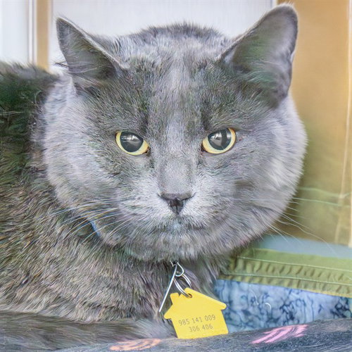 JOE - Domestic Short Hair available for adoption