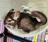 TOTORO - Photo 1