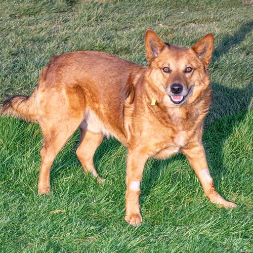 TINY, an adoptable Australian Cattle Dog in Maryland, MO