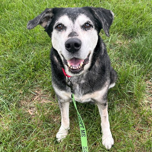 JAX, an adoptable Catahoula Leopard Dog in Maryland, MO