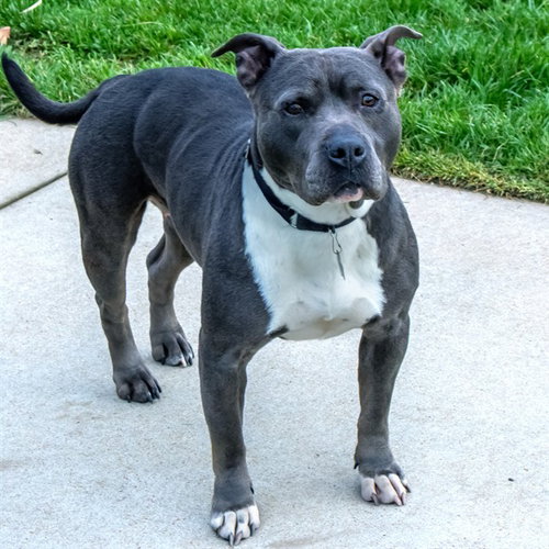 BELLA, an adoptable Staffordshire Bull Terrier in Maryland, MO