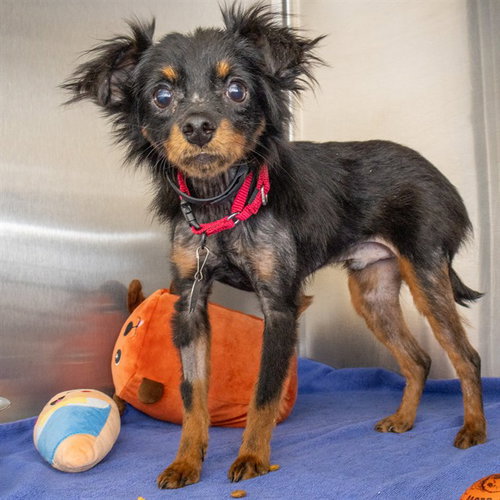LUG NUT - Miniature Pinscher / Pomeranian available for adoption