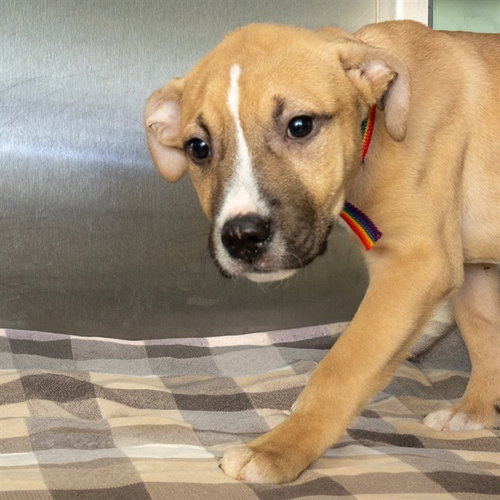 WAYNE, an adoptable Pit Bull Terrier in Maryland, MO