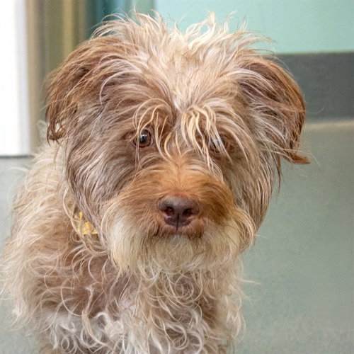 ISAIAH, an adoptable Cairn Terrier in Maryland, MO