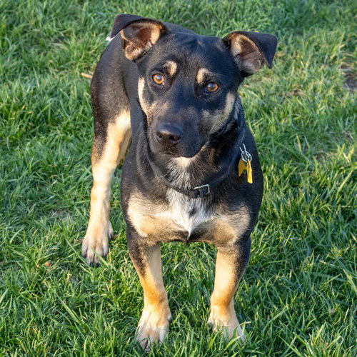 picture of the dog needing adoption