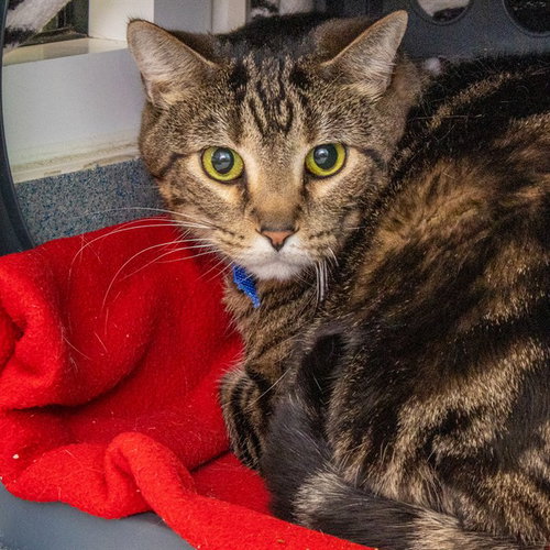 picture of the cat needing adoption