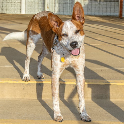 picture of the dog needing adoption