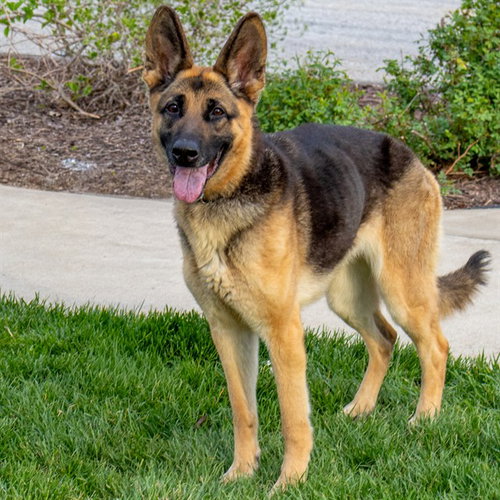 picture of the dog needing adoption