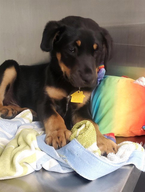 picture of the dog needing adoption