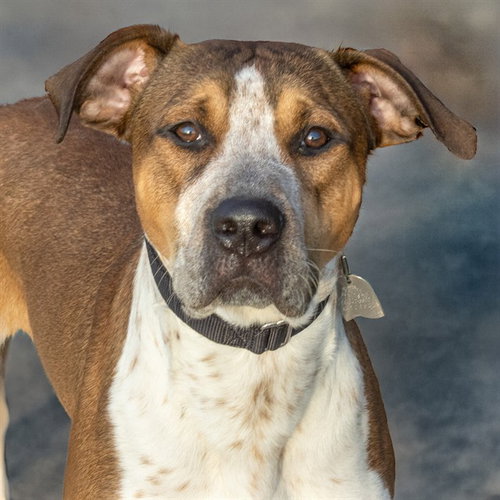 JAKE, an adoptable Australian Cattle Dog in Maryland, MO