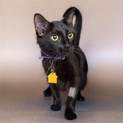 TULIP, Adult Domestic Short Hair (medium coat), cat for adoption in St. Peters, Missouri