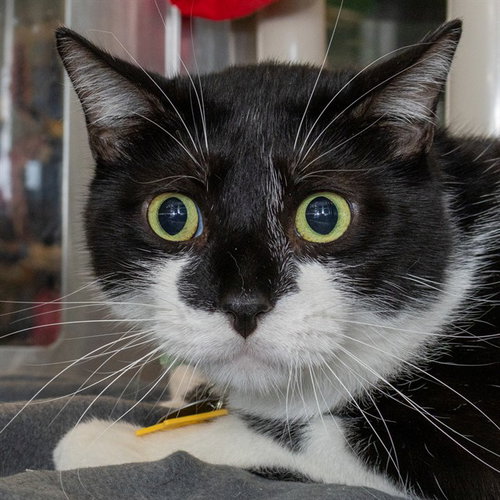 OREO, Adult Domestic Short Hair (medium coat), cat for adoption in St. Peters, Missouri