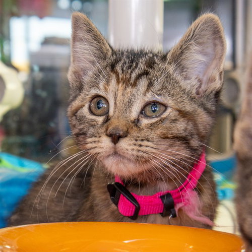 SMOKEY, Baby Domestic Short Hair (medium coat), cat for adoption in St. Peters, Missouri