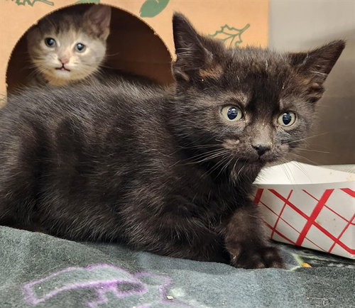 JACK JACK, Young Domestic Short Hair (medium coat), cat for adoption in St. Peters, Missouri