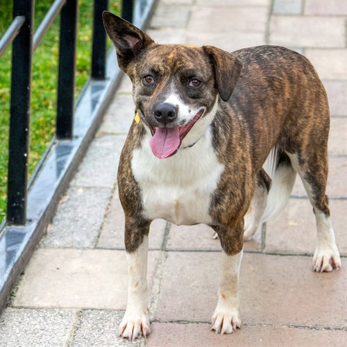 MOZZARELLA, an adoptable Australian Cattle Dog in Maryland, MO