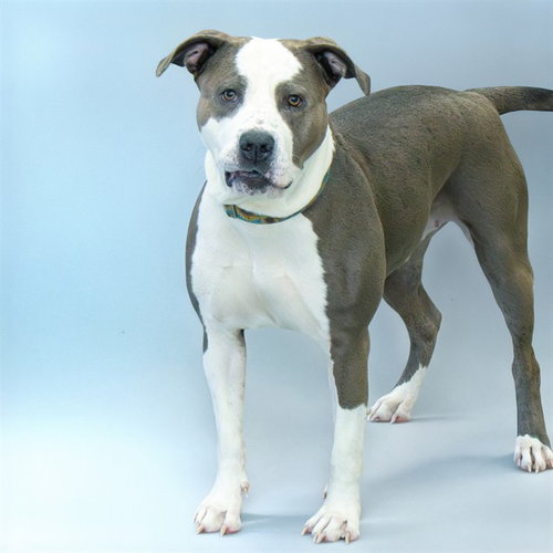 NEFFI, an adoptable Staffordshire Bull Terrier in Maryland, MO