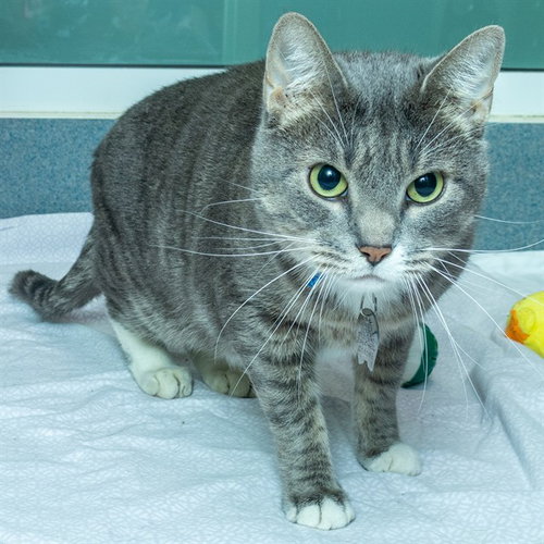 BRODY, an adoptable Domestic Short Hair in Maryland, MO