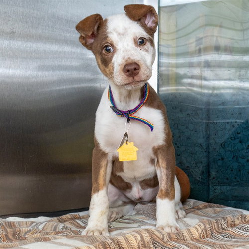 CHIFFON, an adoptable Australian Cattle Dog in Maryland, MO