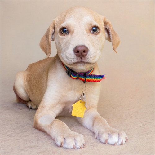 LACE, an adoptable Australian Cattle Dog in Maryland, MO