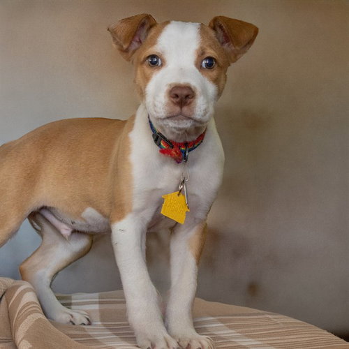 TWEED, an adoptable Australian Cattle Dog in Maryland, MO