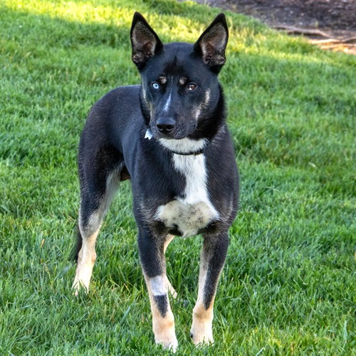 WALDO, an adoptable Siberian Husky in Maryland, MO