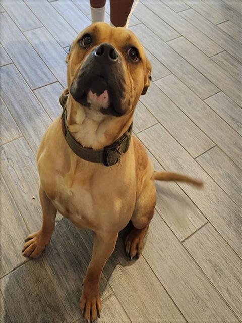 VITO, an adoptable Boxer in Maryland, MO