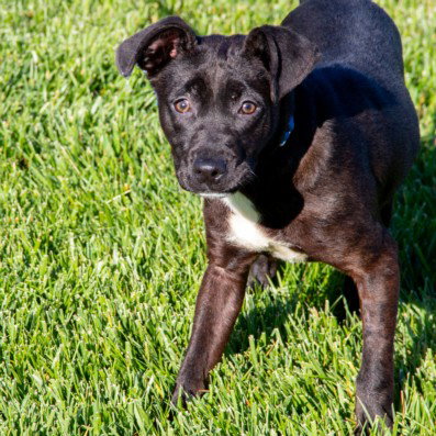 MIA, an adoptable Labrador Retriever in Maryland, MO