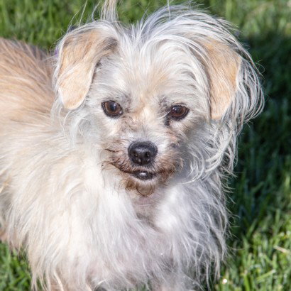 TOOTHPICK, an adoptable Parson Russell Terrier in Maryland, MO