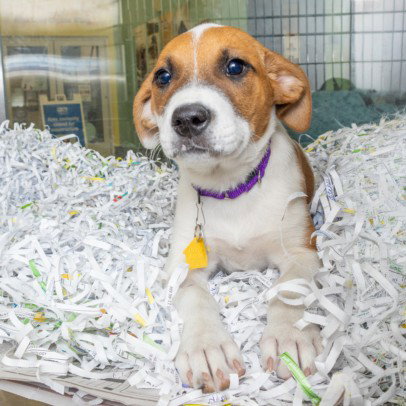 EARTH - Great Pyrenees available for adoption