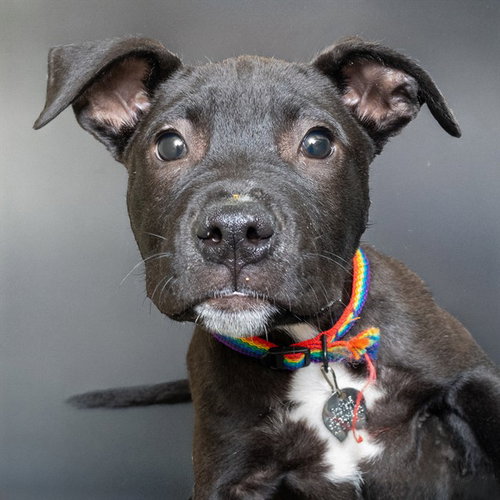 RALPHIE, an adoptable Labrador Retriever in Maryland, MO