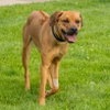 THOR - Photo 1