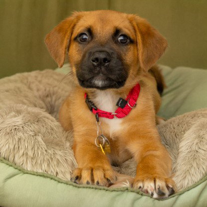 MARS - Great Pyrenees available for adoption