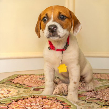 PLUTO - Great Pyrenees available for adoption
