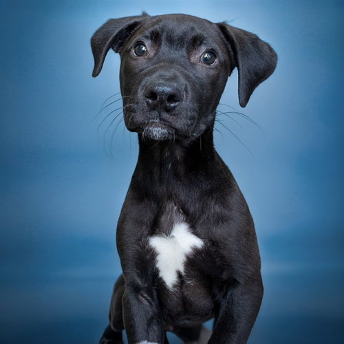 ARNOLD, an adoptable Labrador Retriever in Maryland, MO