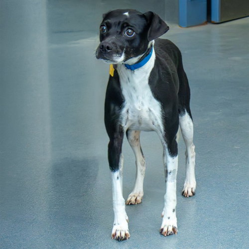 CALYPSO, an adoptable Beagle in Maryland, MO