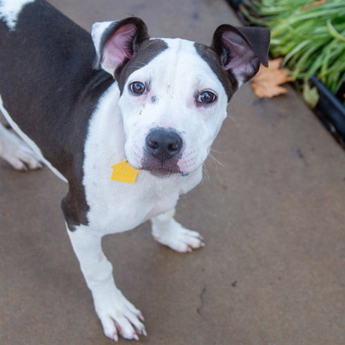 LILLY, an adoptable Pointer in Maryland, MO