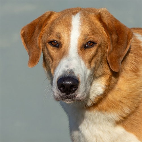 PRECIOUS, an adoptable Collie in Maryland, MO