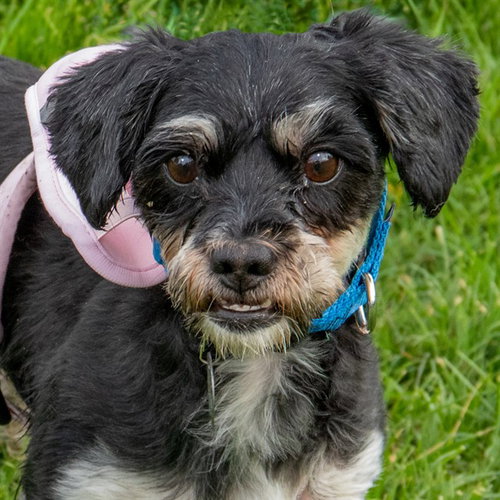 NOLAN, an adoptable Miniature Schnauzer in Maryland, MO