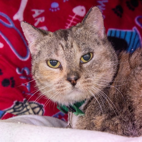 MUSHU, an adoptable Domestic Short Hair in Maryland, MO