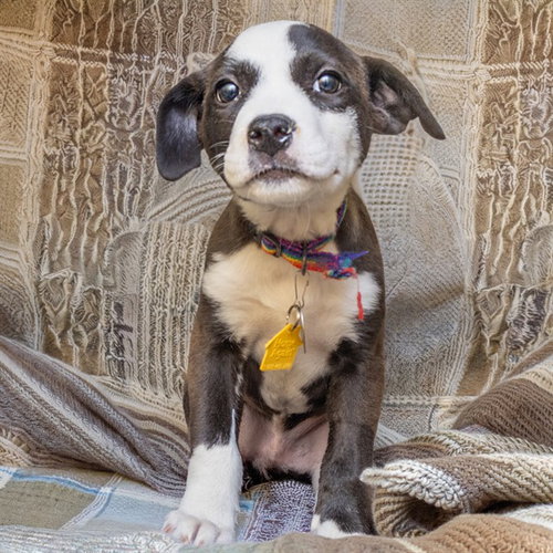 SATIN, an adoptable Australian Cattle Dog in Maryland, MO