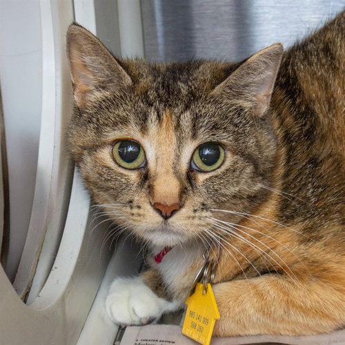 PHOENIX, an adoptable Domestic Short Hair in Maryland, MO