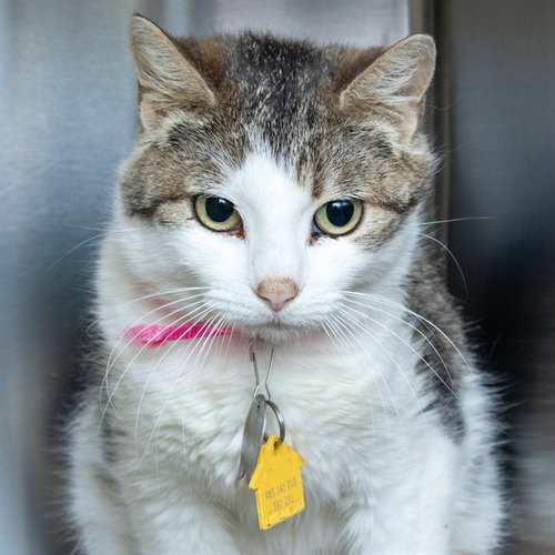 ROSEMARY, an adoptable Domestic Short Hair in Maryland, MO