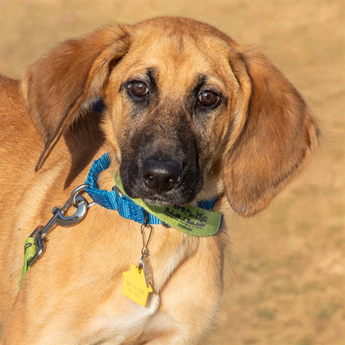FIREFLY, an adoptable Bloodhound in Maryland, MO