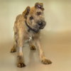 FITZ - Photo 1