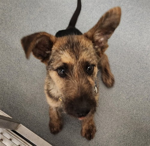 BARQS - Black Mouth Cur / German Wirehaired Pointer available for adoption