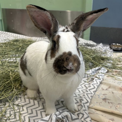 BUN BUN