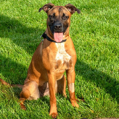 STELLA - Belgian Shepherd Malinois available for adoption