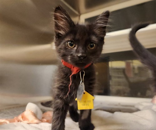 SOOT, Baby Domestic Medium Hair (medium coat), cat for adoption in Chesterfield, Missouri